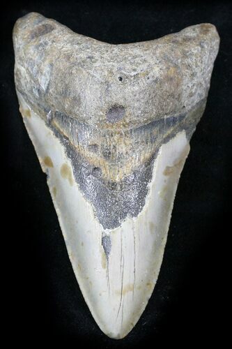 Bargain Megalodon Tooth - North Carolina #26016